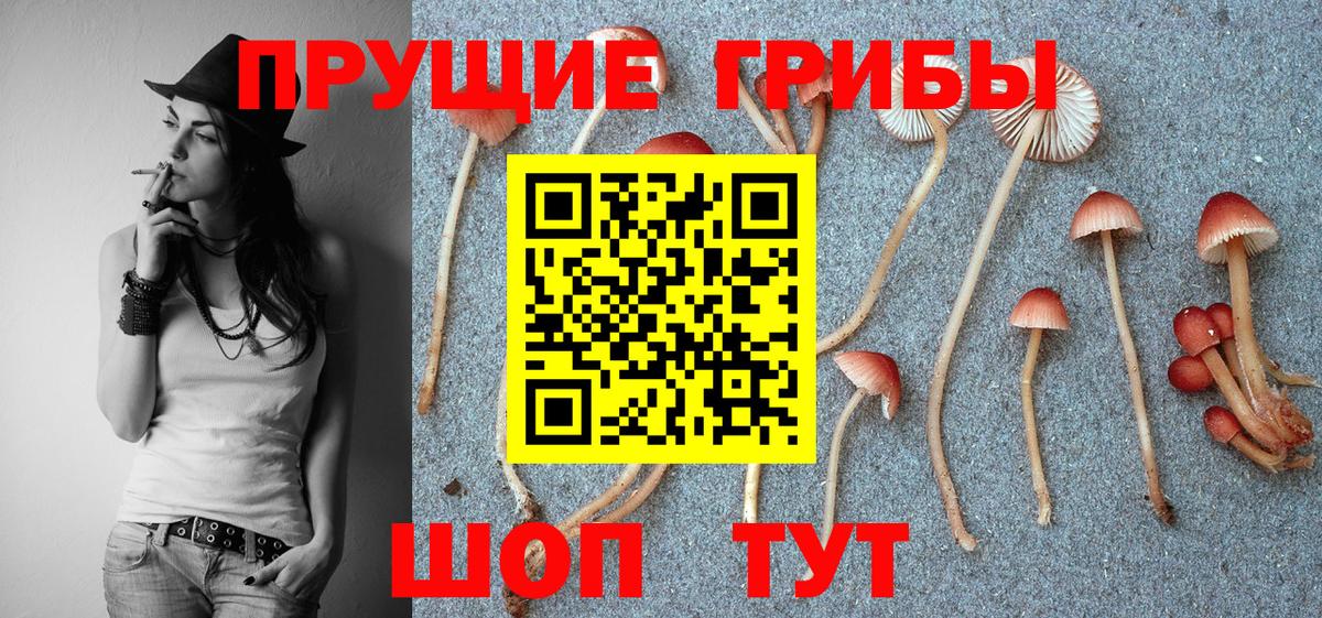 Галлюциногенные грибы прущие грибы  Вход с VPN  Мурино  Галлюциногенные грибы мицелий 